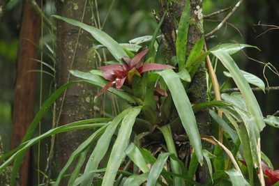 Nidularium procerum, photographed by Carlos Henrique Russi