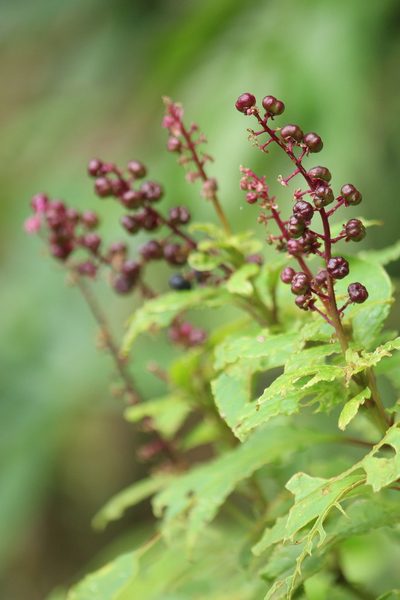Phytolacca thyrsiflora, photographed by Carlos Henrique Russi