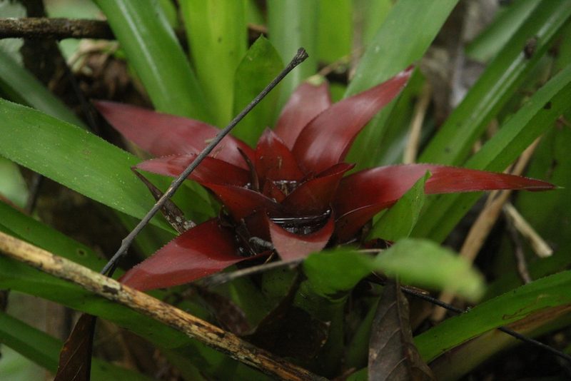 Nidularium procerum, photographed by Carlos Henrique Russi
