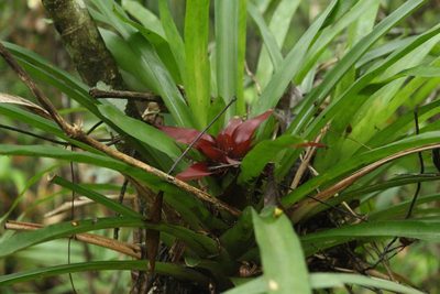 Nidularium procerum, photographed by Carlos Henrique Russi