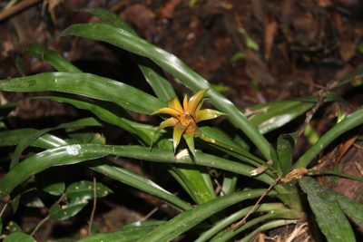 Canistropsis billbergioides, photographed by Carlos Henrique Russi