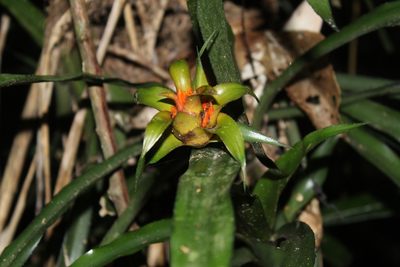 Canistropsis billbergioides, photographed by Carlos Henrique Russi