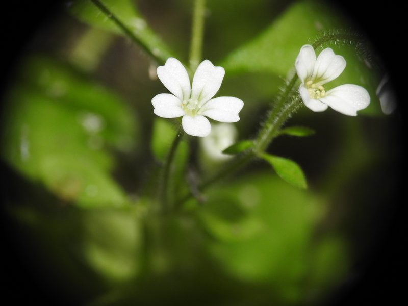 Saxifraga petraea, photographed by Yves Bas