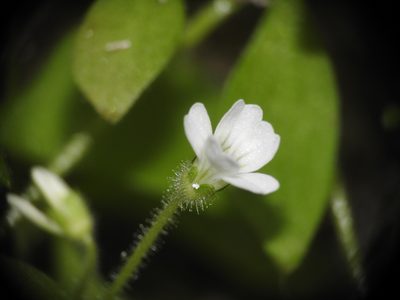 Saxifraga petraea, photographed by Yves Bas