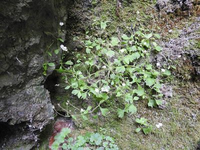 Saxifraga petraea, photographed by Yves Bas