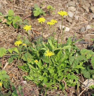 Picris pauciflora, photographed by Юрий Данилевский (Yuriy Danilevsky)