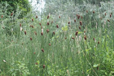Typha laxmannii, photographed by Oleg Kosterin