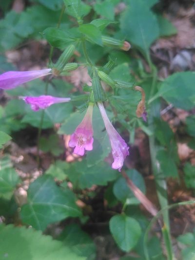 Clinopodium grandiflorum, photographed by Yves Bas