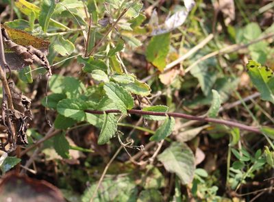 Campanula bononiensis, photographed by Юрий Данилевский (Yuriy Danilevsky)