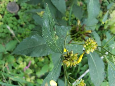 Verbesina alternifolia, photographed by Mark Richman
