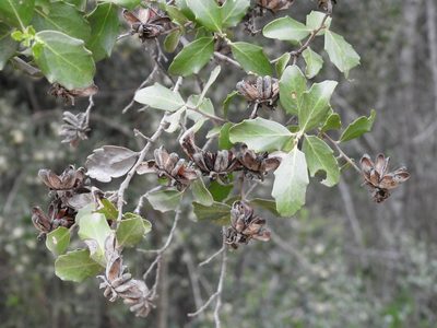 Quillaja saponaria, photographed by Alfonso Benítez-Mora