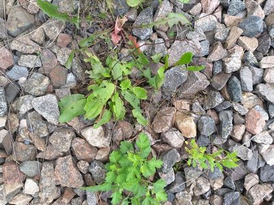Rumex thyrsiflorus, photographed by Dmitriy Bochkov