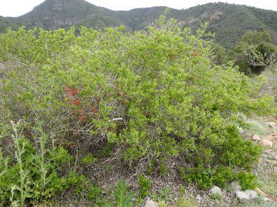 Tropaeolum tricolor, photographed by Alfonso Benítez-Mora