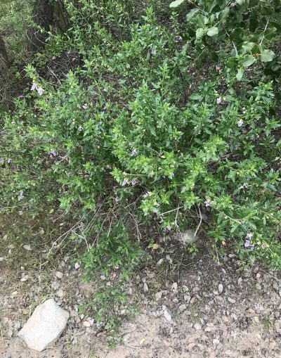 Teucrium bicolor, photographed by Alfonso Benítez-Mora