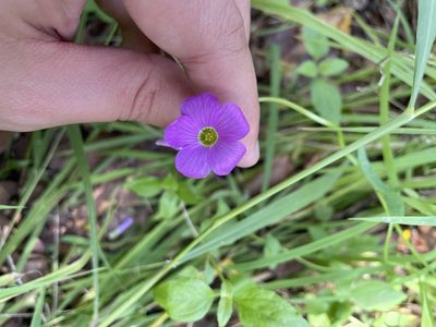 Oxalis drummondii, photographed by Evelyn Lazzaretti 🏳️‍⚧️