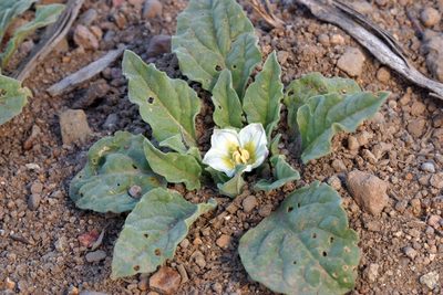Leucophysalis nana, photographed by Steve Matson
