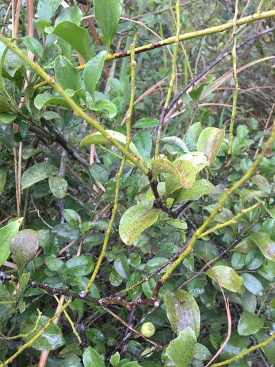 Dendrotrophe varians, photographed by Yj