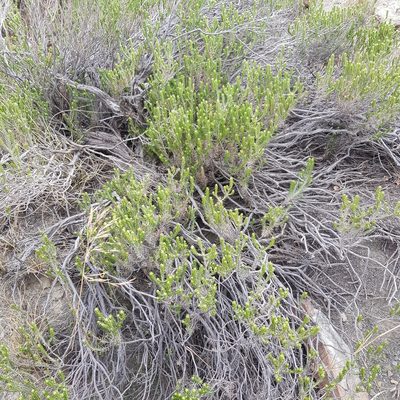 Helichrysum hamulosum, photographed by Margaret Burger