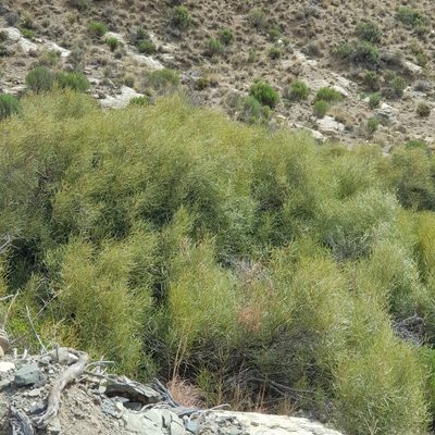 Searsia erosa, photographed by Margaret Burger