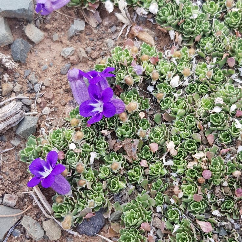 Aptosimum procumbens, photographed by Margaret Burger