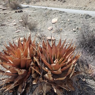 Aloe broomii, photographed by Margaret Burger