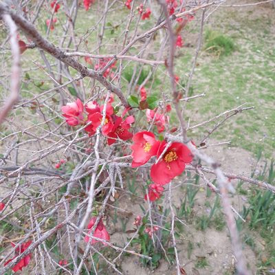 Chaenomeles speciosa, photographed by Margaret Burger