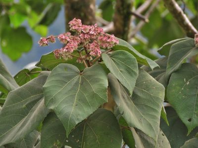 Heliocarpus americanus, photographed by Annika Lindqvist