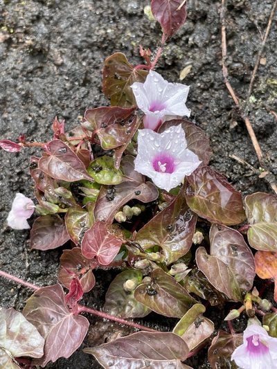 Ipomoea incarnata, photographed by Diego F. Cisneros-Heredia