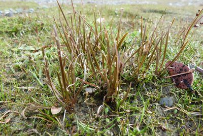Carex talbotii, photographed by Colin Meurk