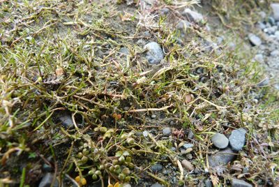 Myriophyllum pedunculatum, photographed by Colin Meurk