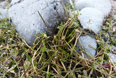 Myriophyllum pedunculatum, photographed by Colin Meurk