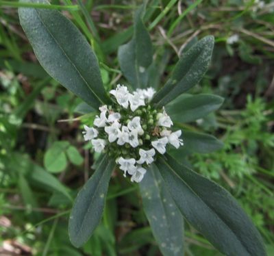 Spermacoce dasycephala, photographed by Kahio Tiberio Mazon