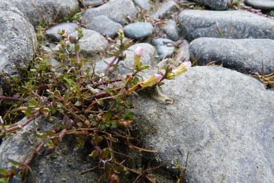 Gratiola sexdentata, photographed by Colin Meurk