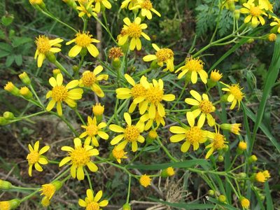 Senecio brasiliensis, photographed by Kahio Tiberio Mazon