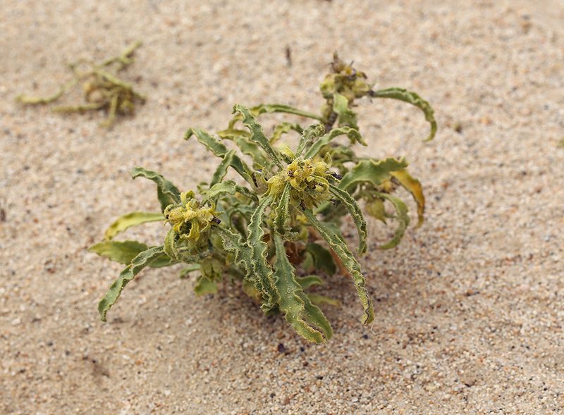Oryctes nevadensis, photographed by Steve Matson