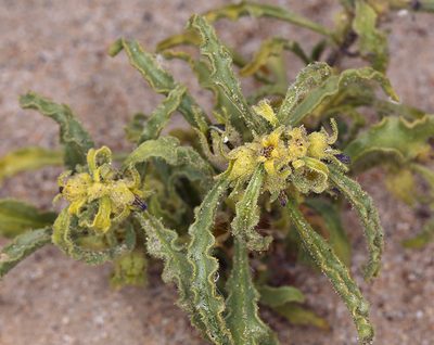 Oryctes nevadensis, photographed by Steve Matson