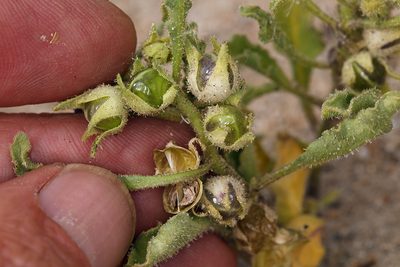 Oryctes nevadensis, photographed by Steve Matson