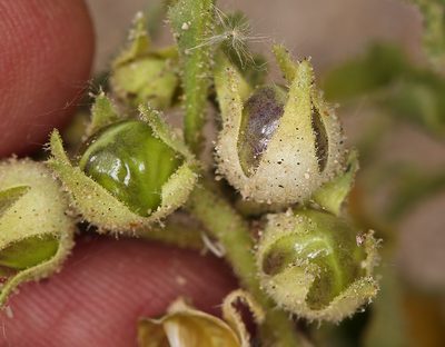 Oryctes nevadensis, photographed by Steve Matson