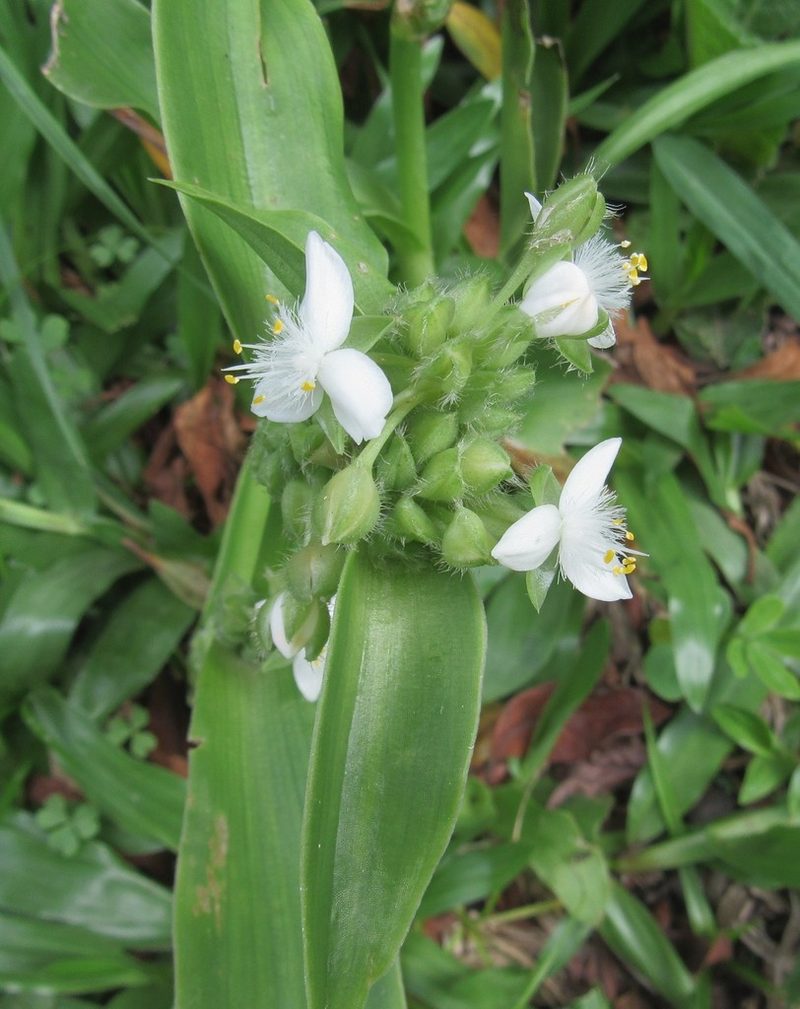 Tradescantia crassula, photographed by Kahio Tiberio Mazon