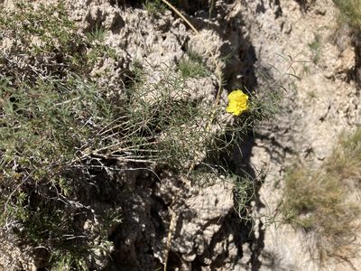 Oenothera gayleana, photographed by Cecelia Alexander