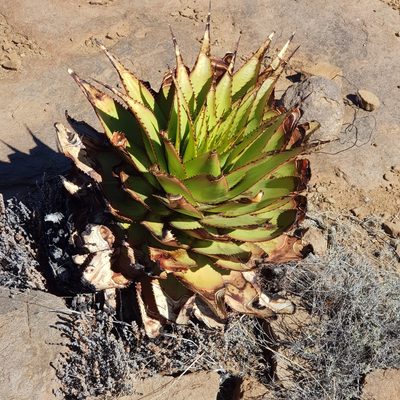 Aloe broomii, photographed by Margaret Burger