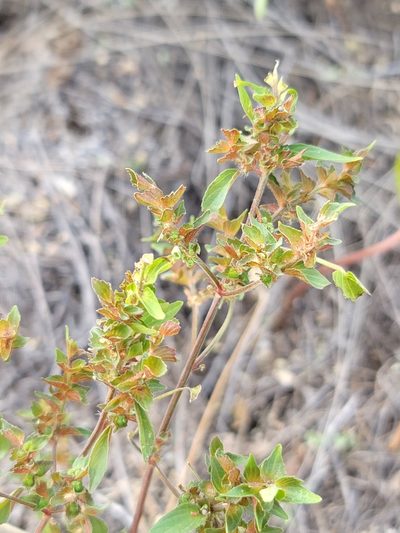 Acalypha neomexicana, photographed by Dan Killam