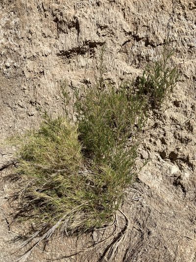 Muhlenbergia villiflora, photographed by Cecelia Alexander