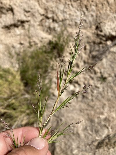 Muhlenbergia villiflora, photographed by Cecelia Alexander