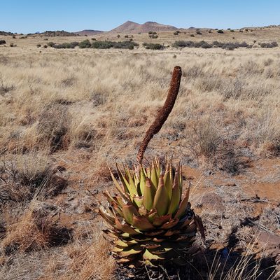 Aloe broomii, photographed by Margaret Burger
