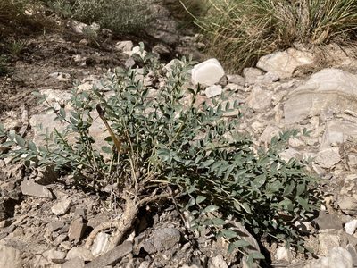 Astragalus gypsodes, photographed by Cecelia Alexander