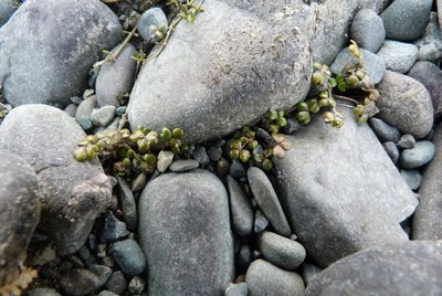 Hydrocotyle hydrophila, photographed by Colin Meurk