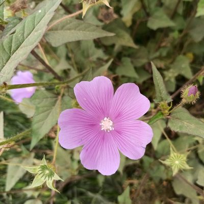 Anoda cristata, photographed by Juan Carlos Fonseca Mata