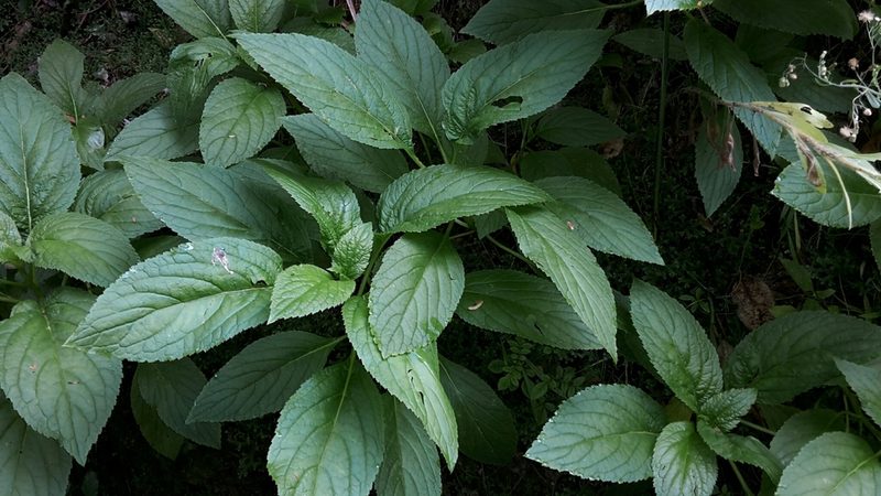Lobelia physaloides, photographed by naturewatchwidow