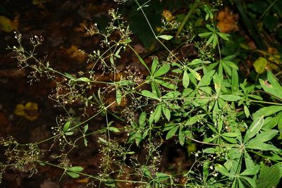 Galium sylvaticum, photographed by Patrick Hacker